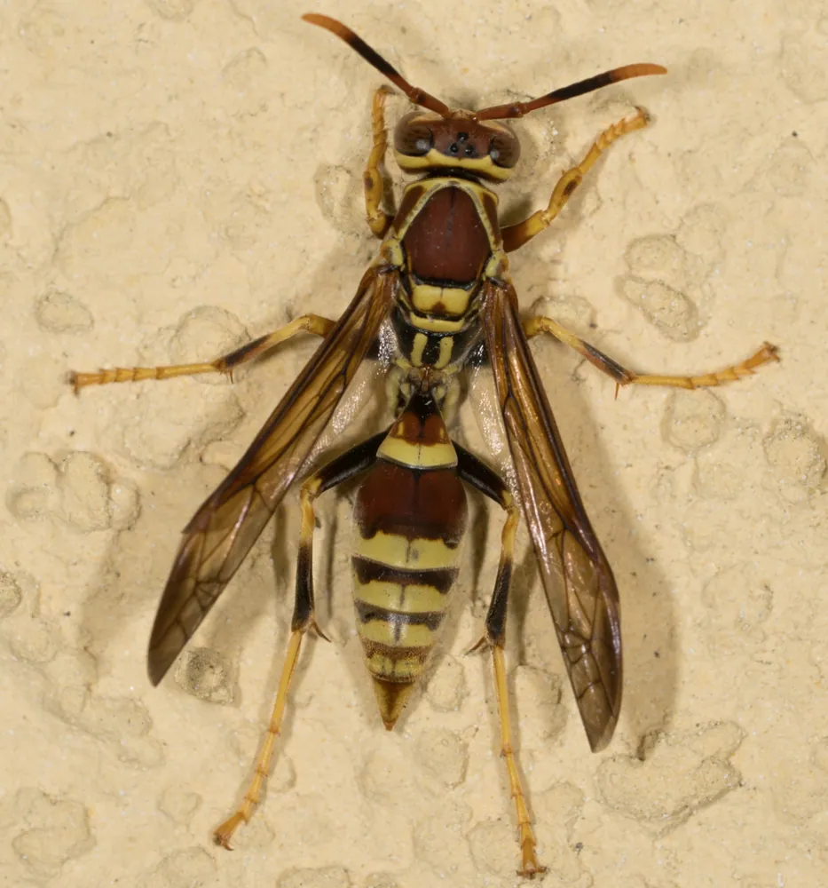 Foto de Guinea paper wasp