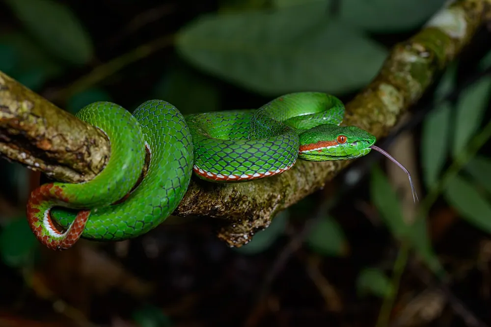 عکس Gumprecht's green pit viper