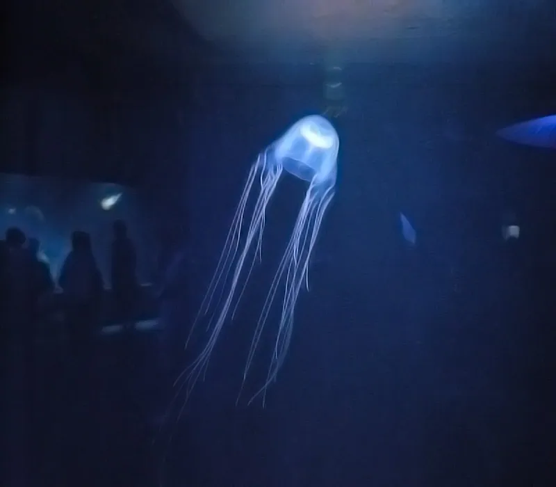 عکس Habu jellyfish
