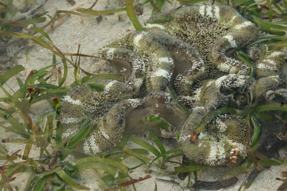 عکس Haddon's sea anemone