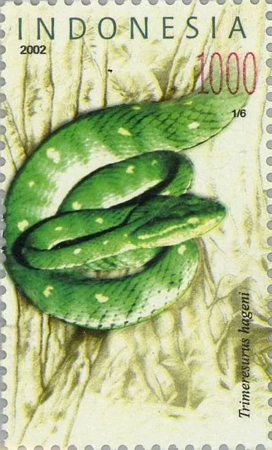 د Hagen's pit viper عکس