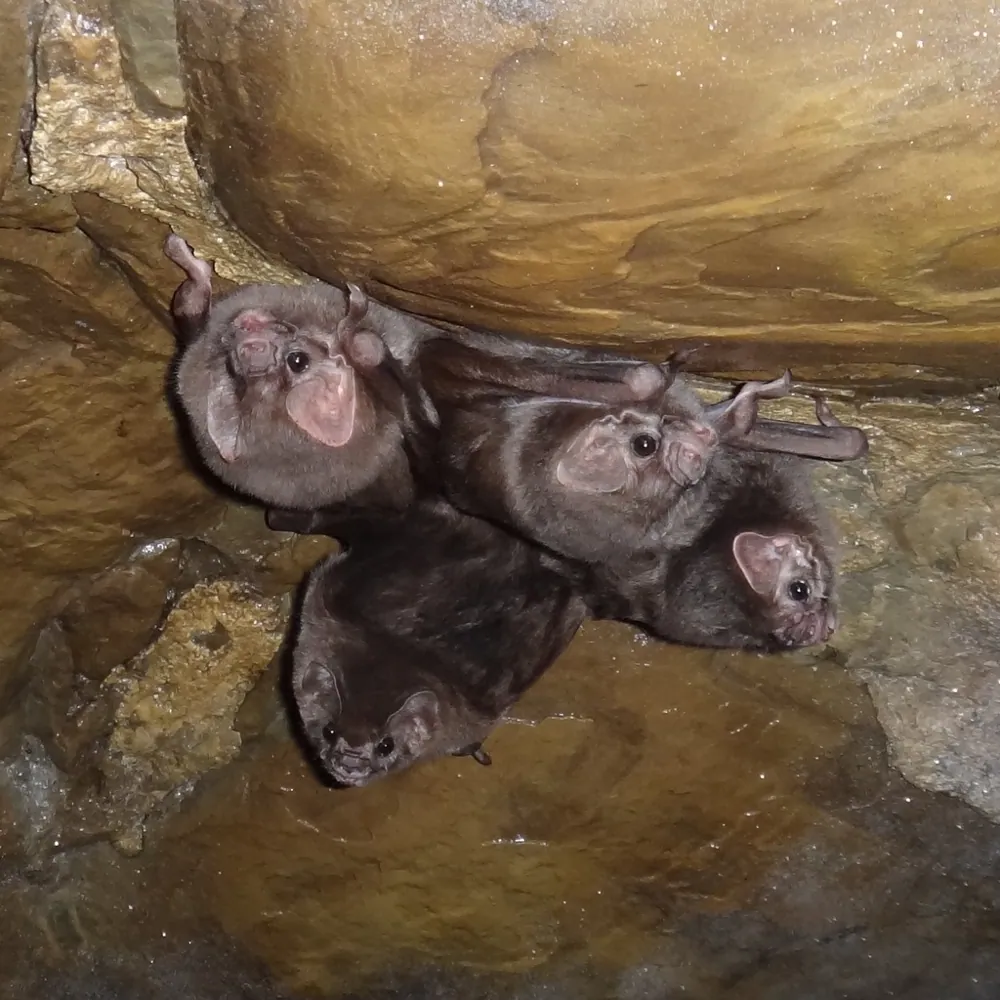 د Hairy-legged vampire bat عکس
