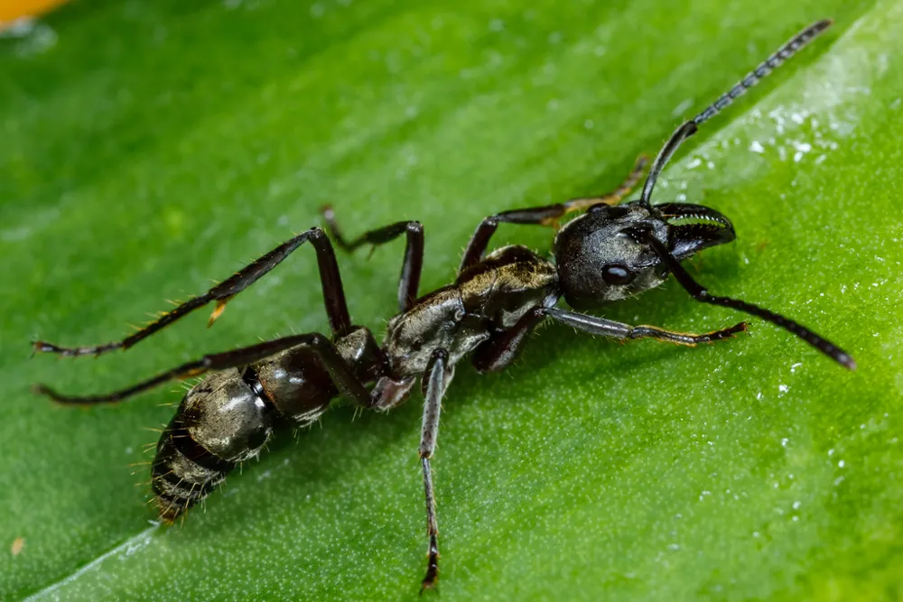 د Hairy panther ant عکس