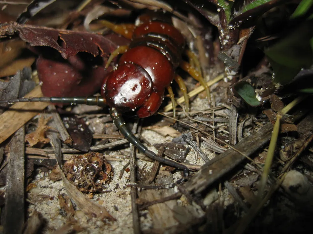 د Haitian giant centipede عکس