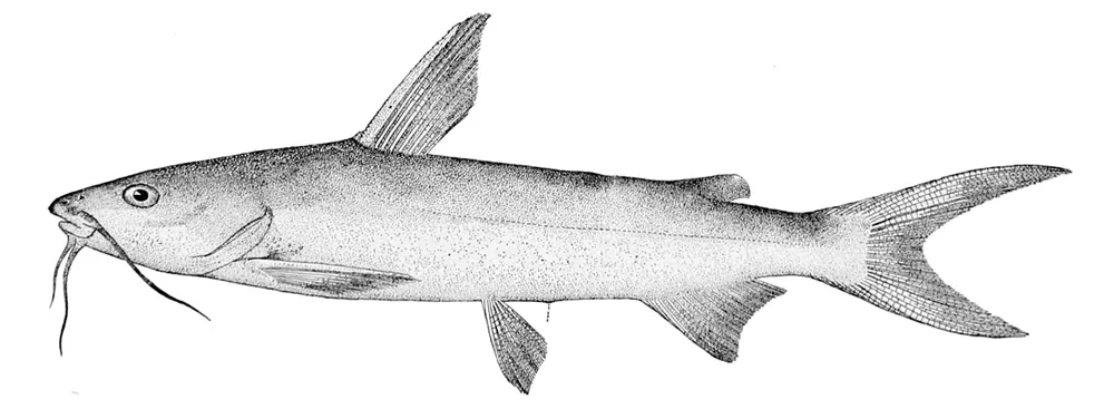 Hardhead catfish ఫోటో