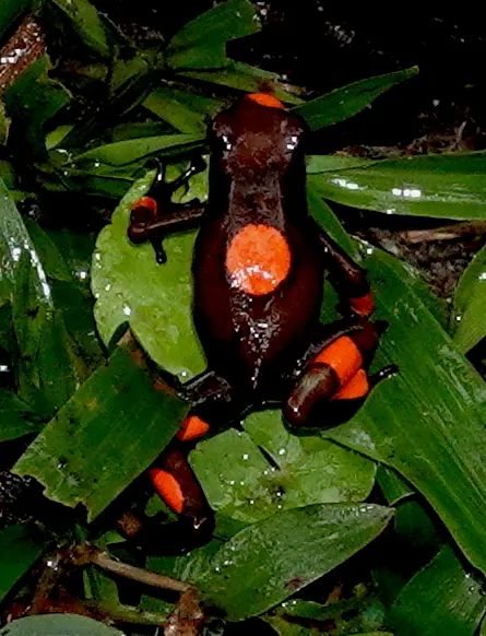 د Harlequin poison frog عکس