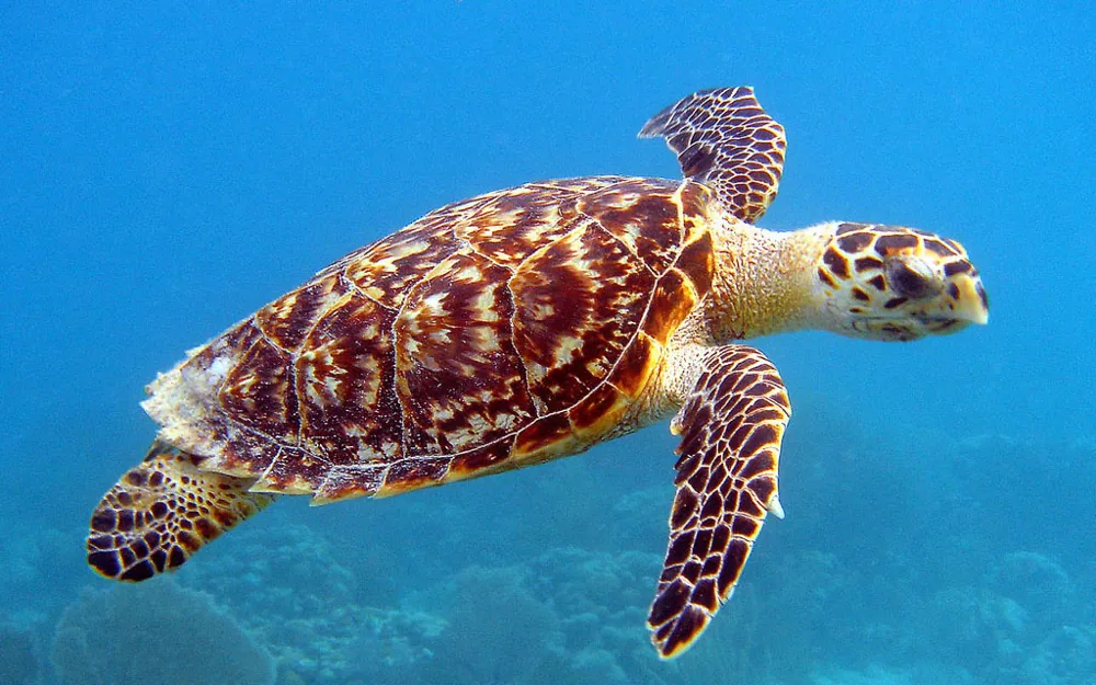 عکس Hawksbill sea turtle