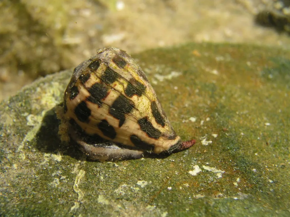 Photo de Hebrew cone