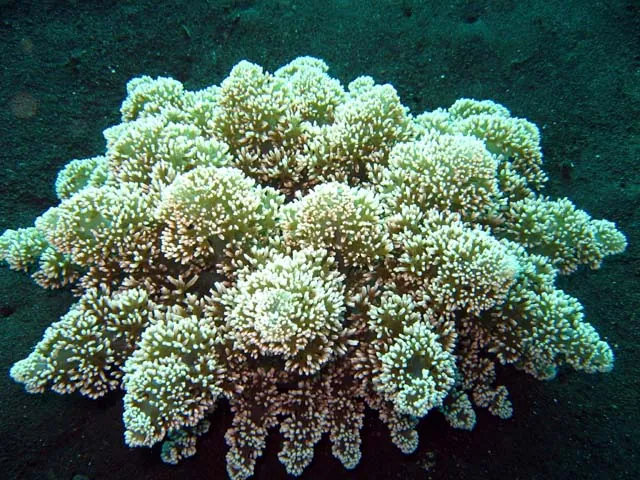 Hell's fire anemone-இன் புகைப்படம்