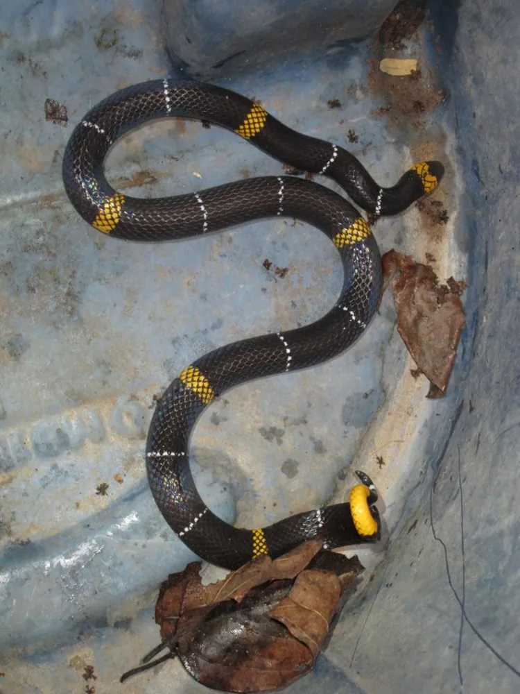 د Hemprich's coral snake عکس