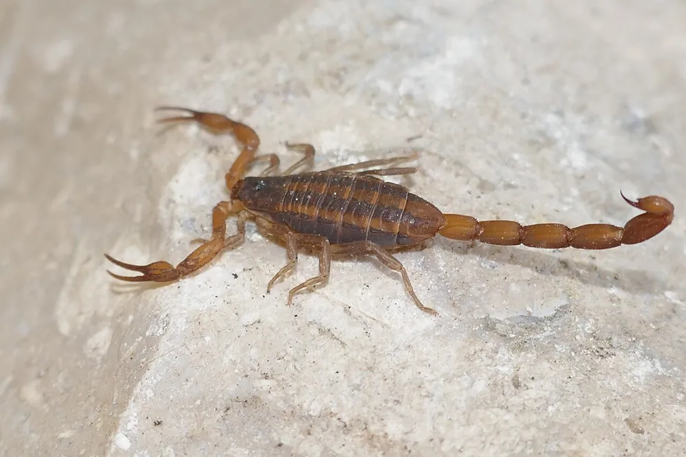 عکس Hentz striped scorpion