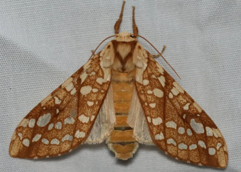 عکس Hickory tussock moth