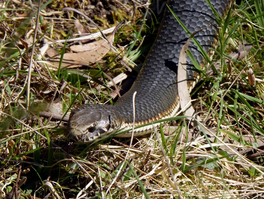 ภาพของHighland copperhead