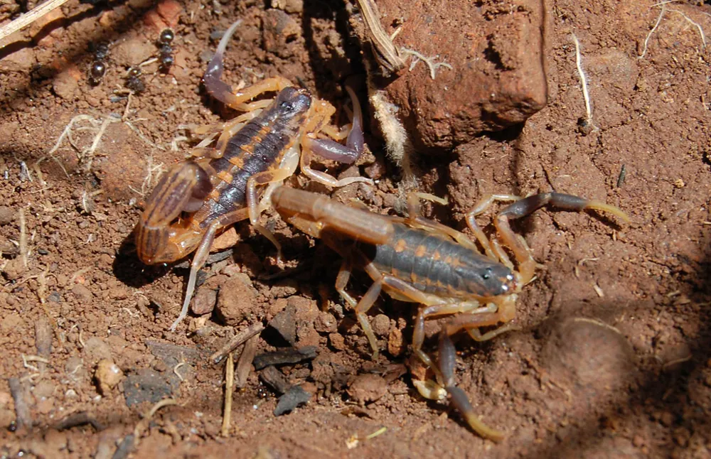 د Highveld lesser thick-tailed scorpion عکس