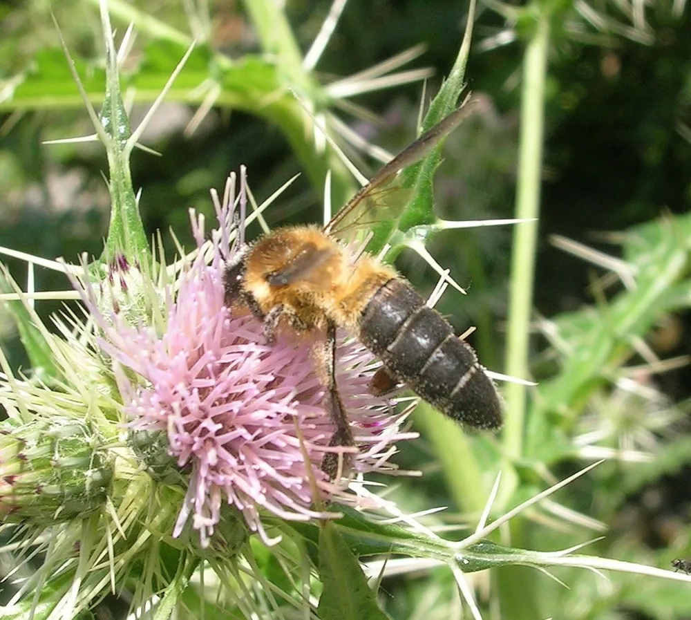Foto de Himalayan giant honey bee