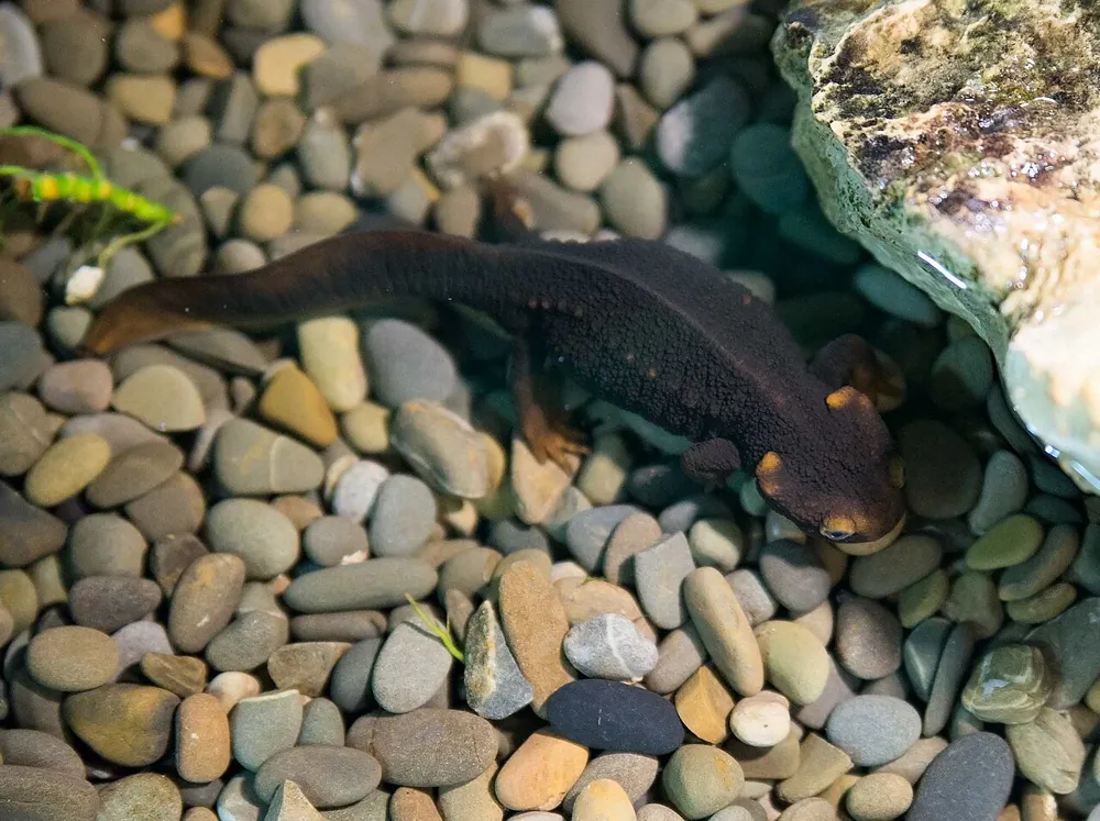 د Himalayan newt عکس
