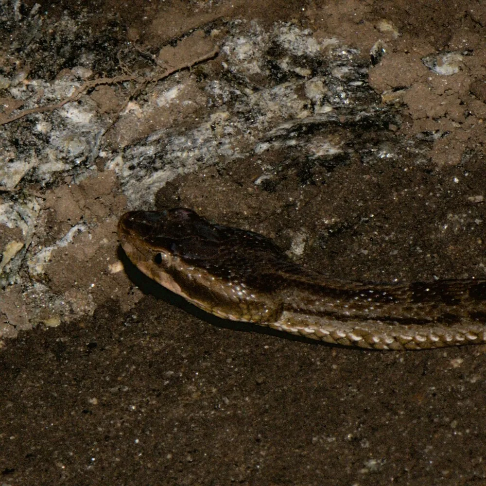 عکس Himalayan pit viper