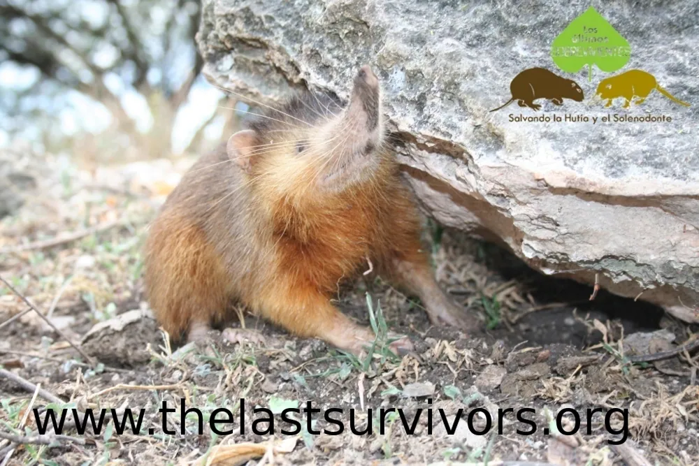 عکس Hispaniolan solenodon