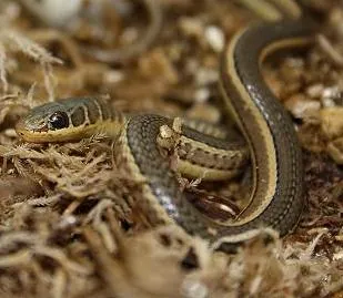 عکس Hissing sand snake