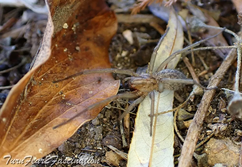 عکس Hobo spider