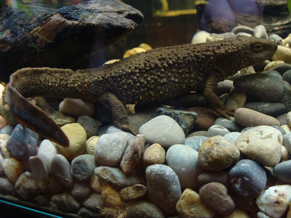 عکس Hong Kong warty newt