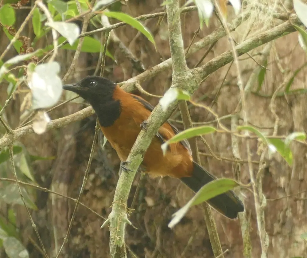 Hooded pitohui ఫోటో