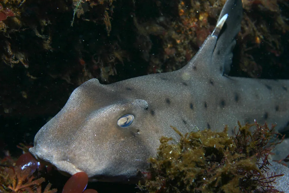 عکس Horn shark