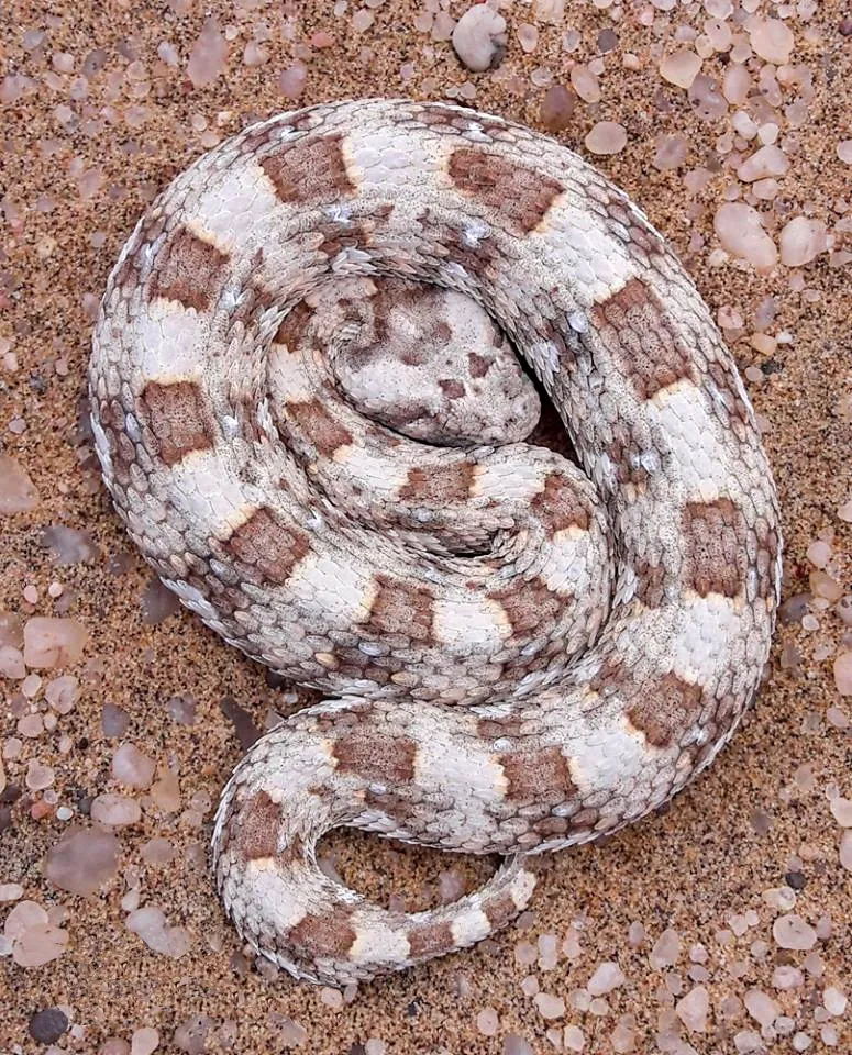 ภาพของHorned adder