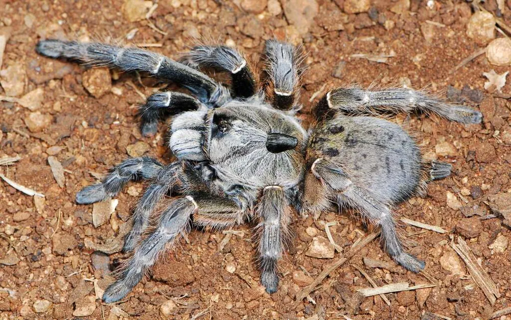 د Horned baboon spider عکس