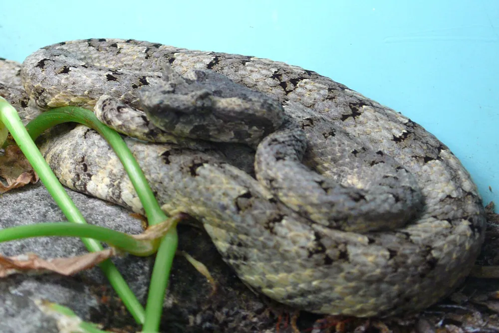 عکس Horned pit viper