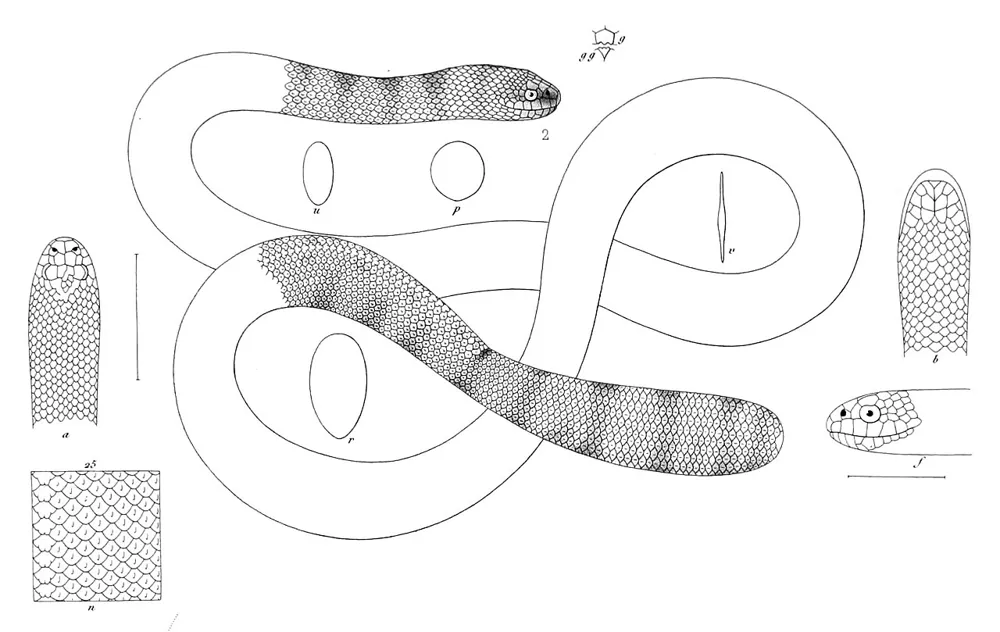 د Horned sea snake عکس