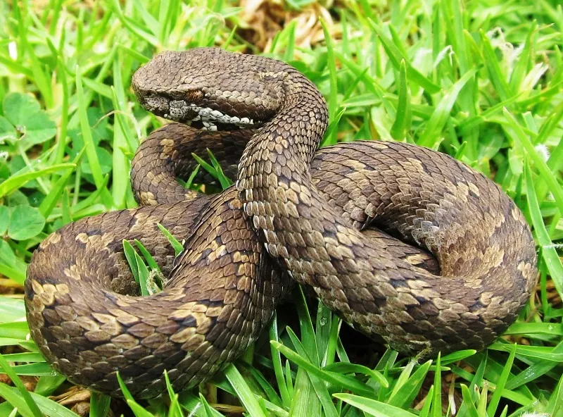 د Horseshoe pit viper عکس
