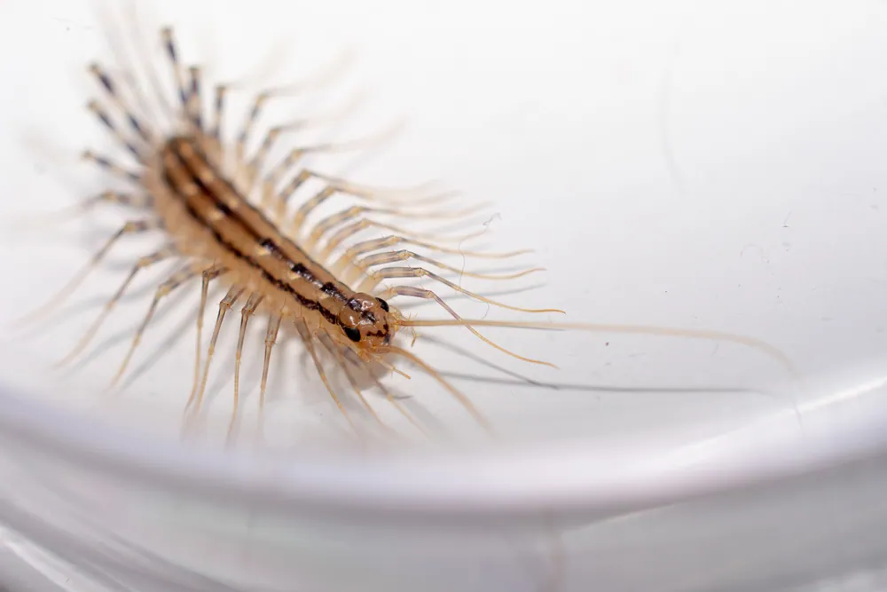 صورة House centipede