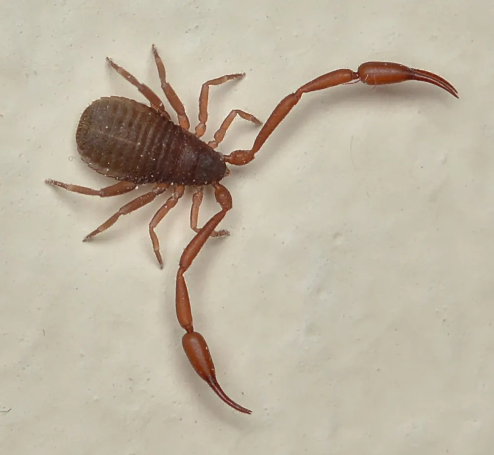 عکس House pseudoscorpion