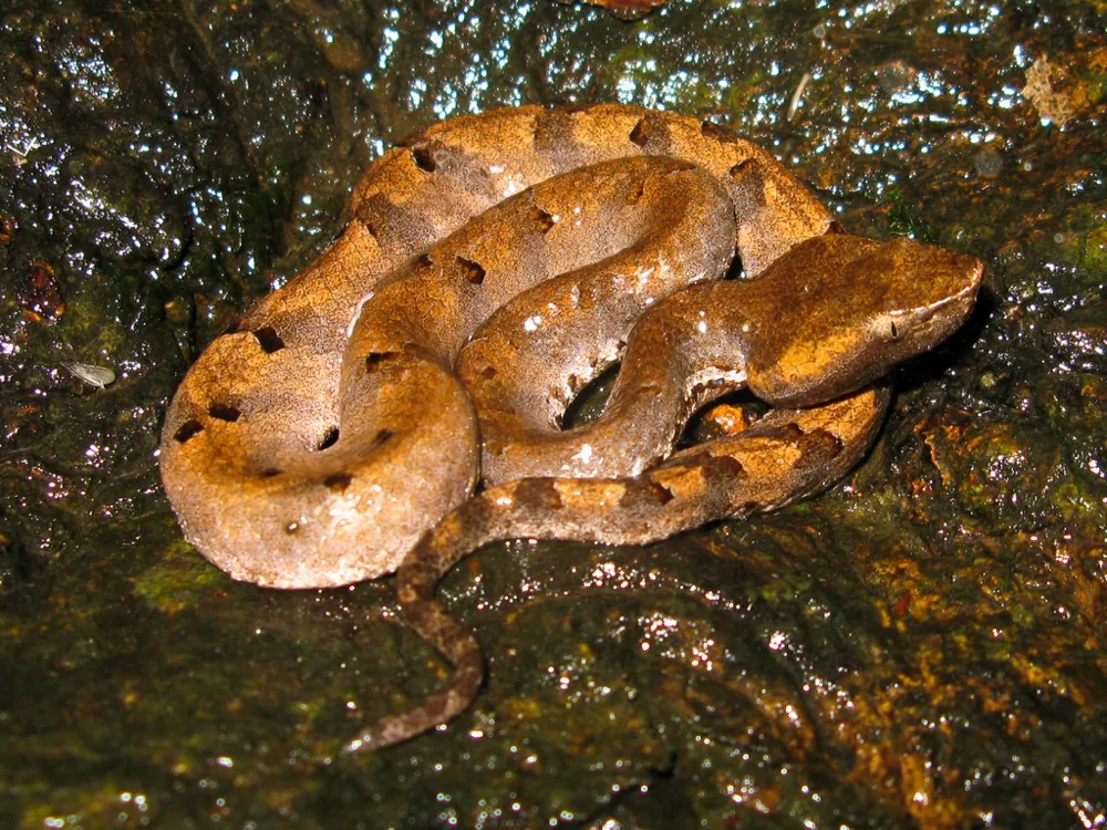عکس Hump-nosed viper