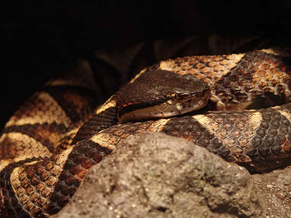 Foto de Hundred-pace viper
