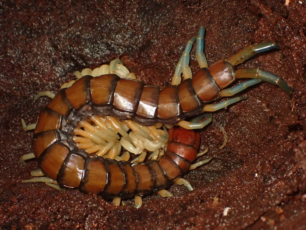 د Hura centipede عکس
