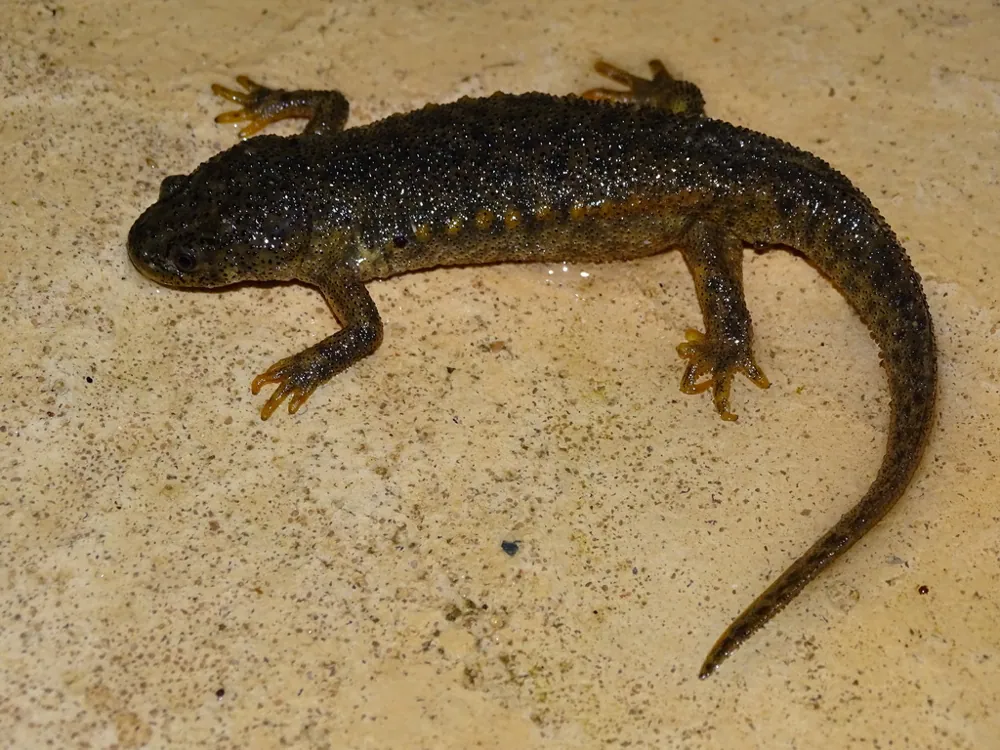 عکس Iberian ribbed newt