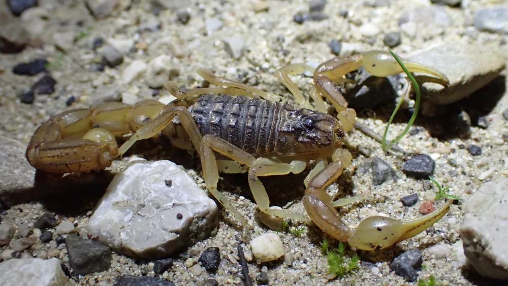 د Iberian yellow scorpion عکس