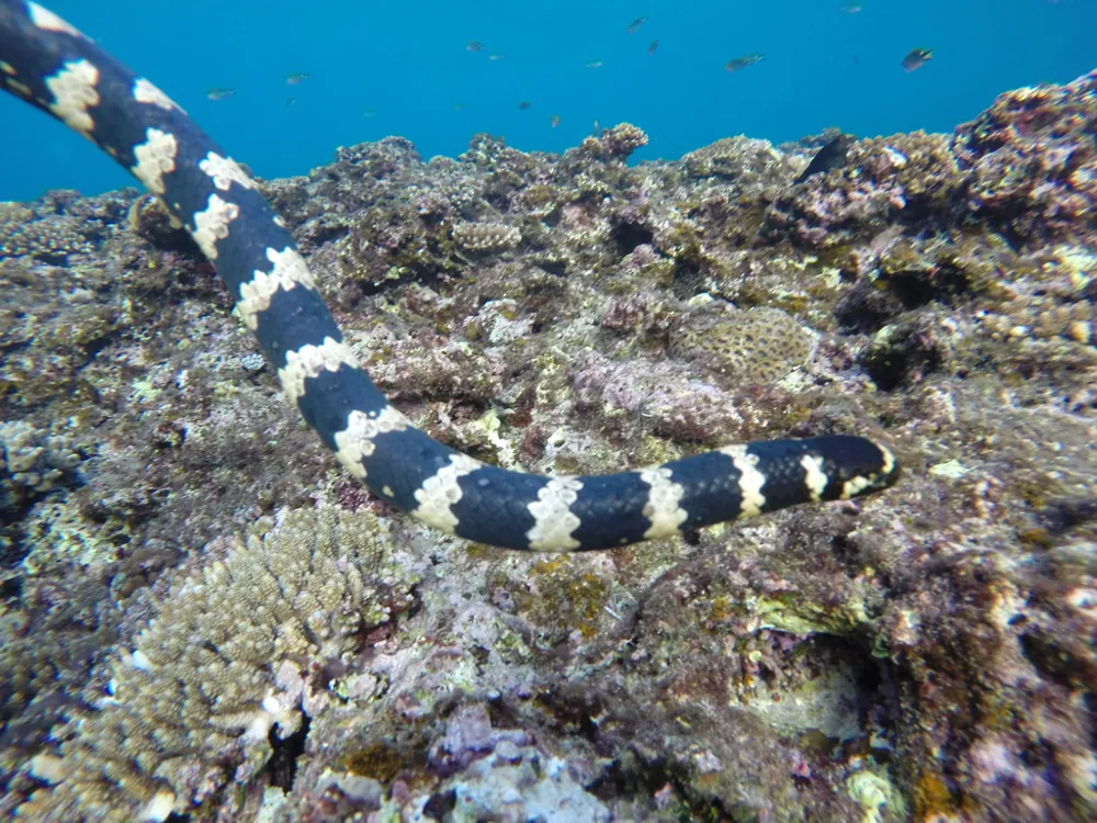 د Ijima's sea snake عکس