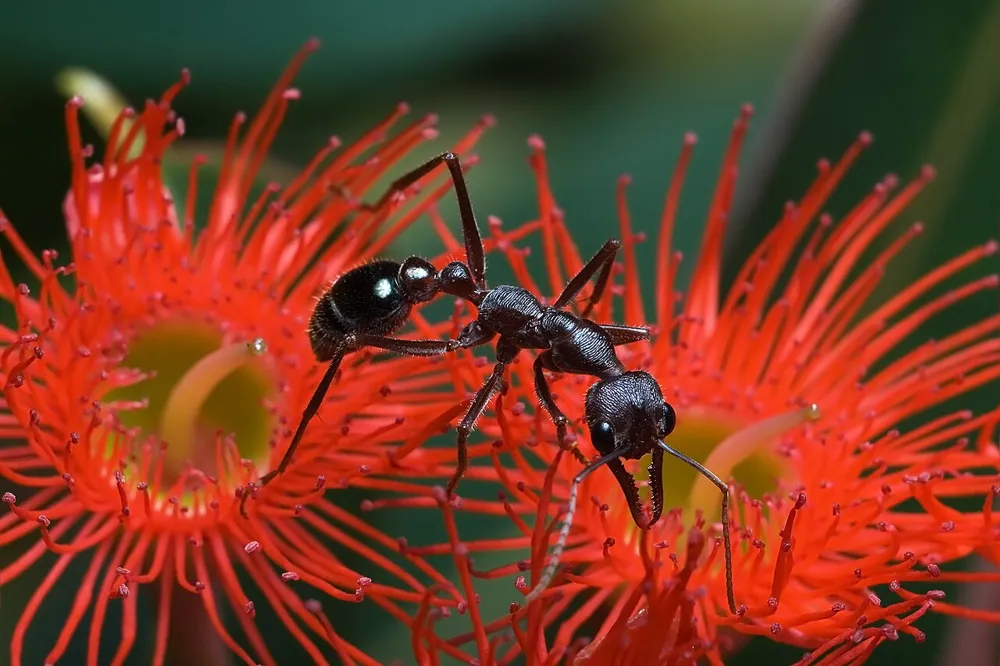 Ảnh Inchman ant