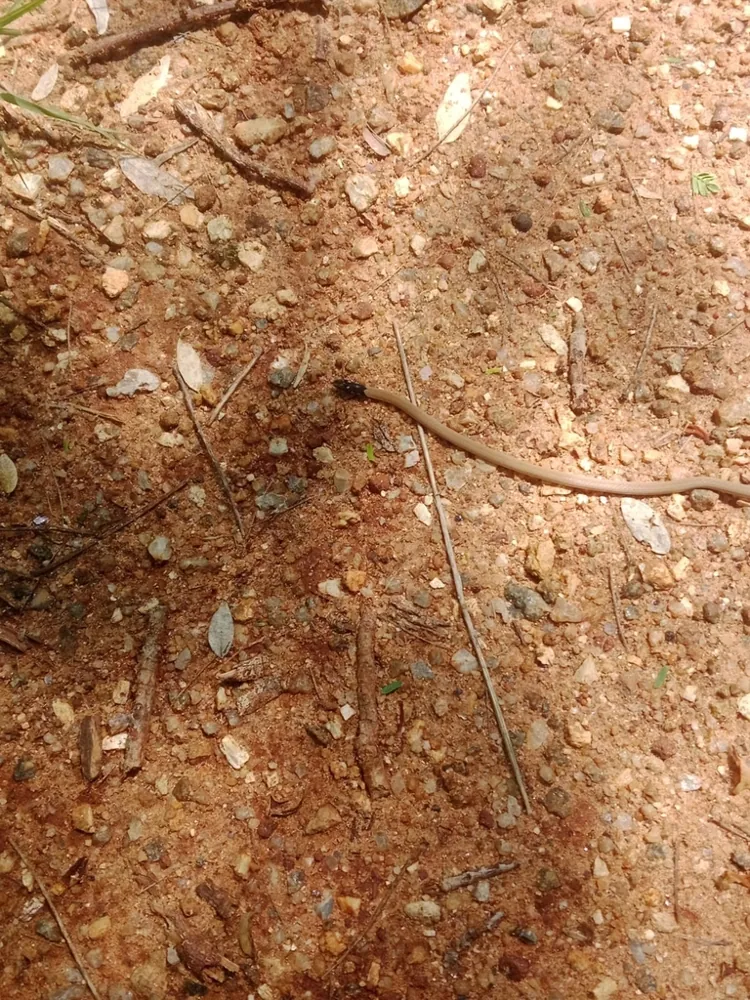 عکس Indian coral snake