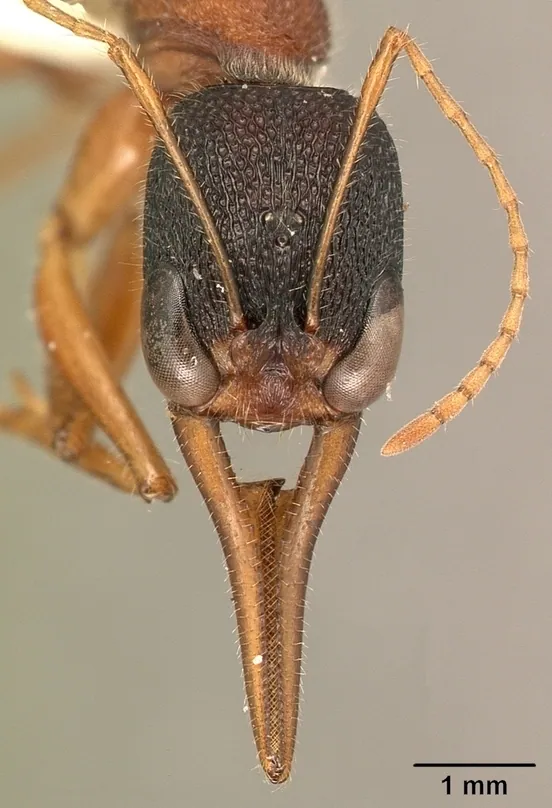 Foto de Indian jumping ant
