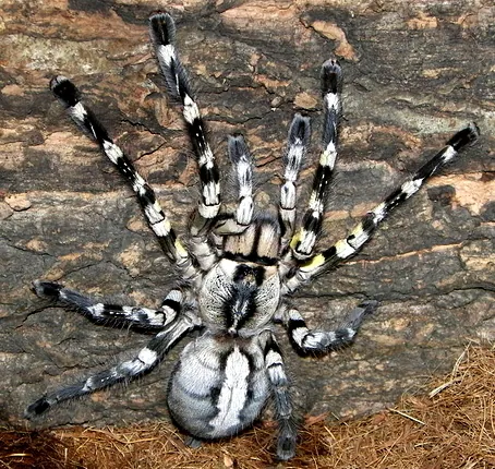 د Indian ornamental tarantula عکس