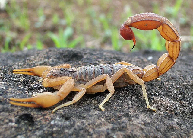 د Indian red scorpion عکس