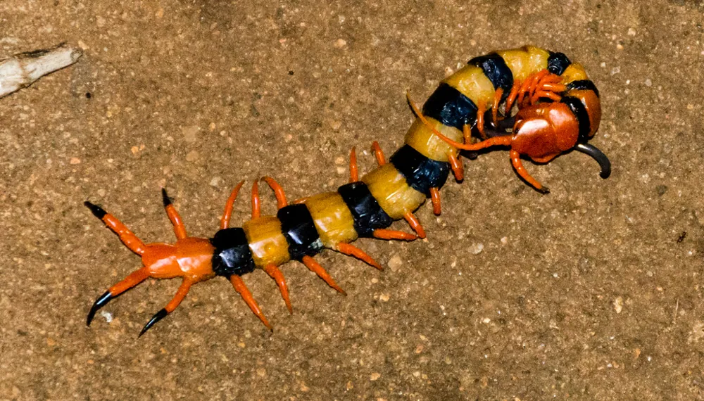 د Indian tiger centipede عکس