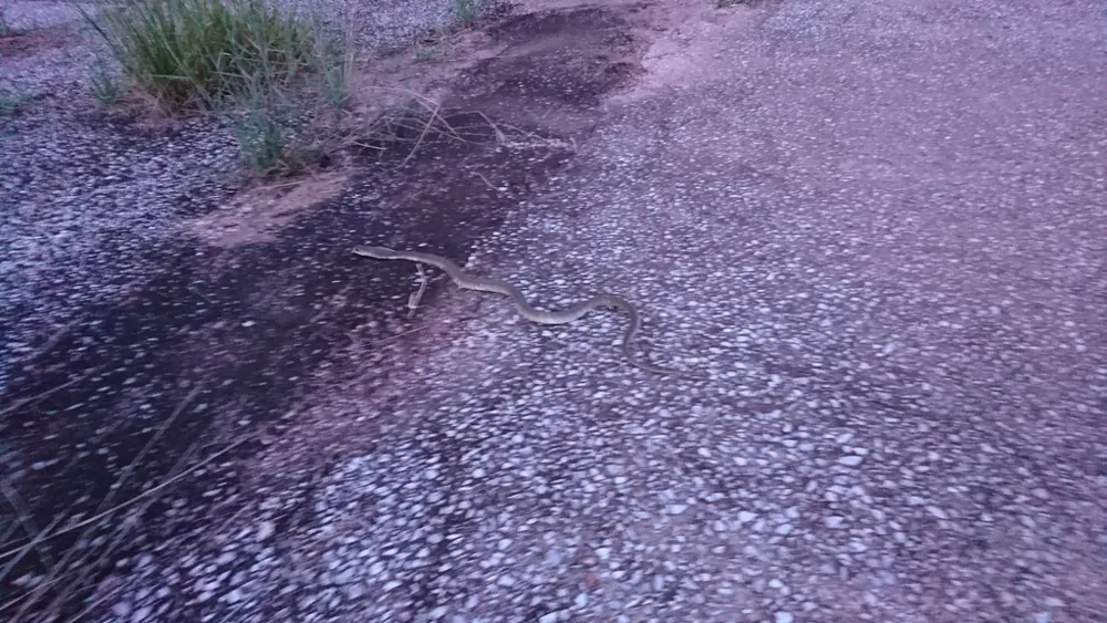 عکس Indochinese spitting cobra