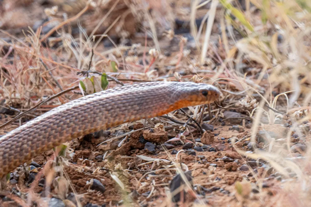 Ingram's brown snake ఫోటో