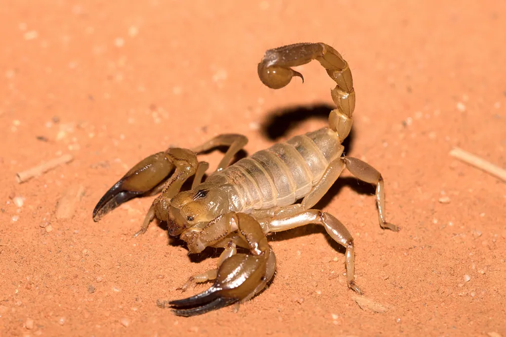عکس Inland robust scorpion
