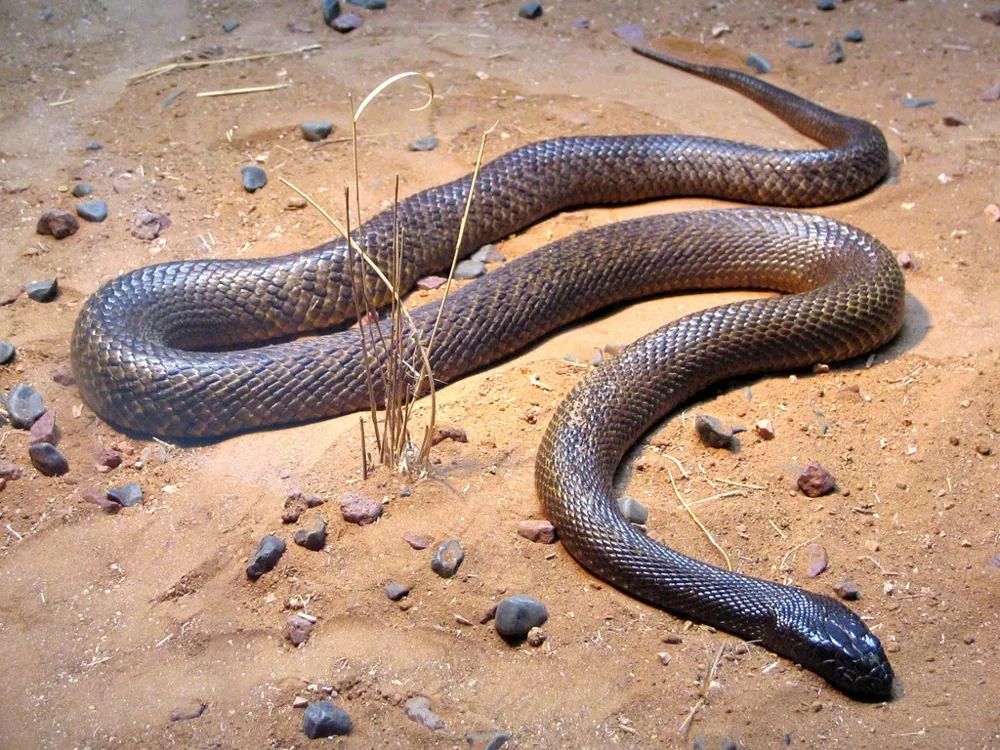 Photo of Inland taipan